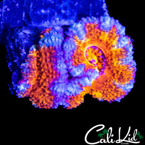 MYSTERY ACAN DOUBLE