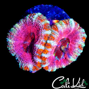 PINKY RING ACAN DOUBLE
