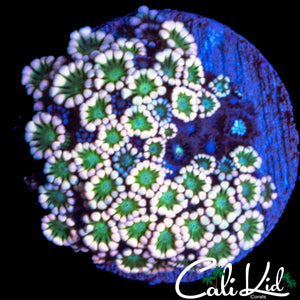 TRI COLOR ALVEOPORA