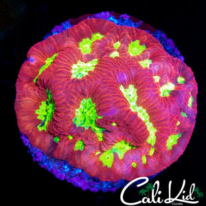 YELLOW EYE FAVIA CHUNK