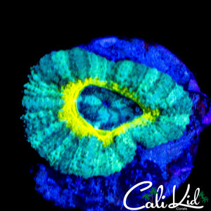 RARE ASIAN ACAN