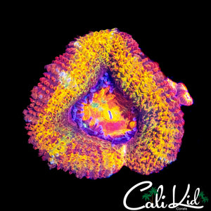 CK ABERRAMA GOLD ACAN W/ BABY