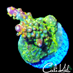 ULTIMATE RAINBOW ACRO