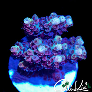 PURPLE URKEL ACRO