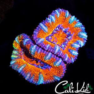 ULTRA RAINBOW ACAN DOUBLE