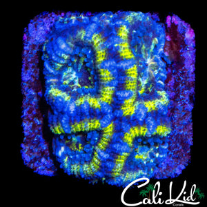 YELLOW RING ACAN QUAD