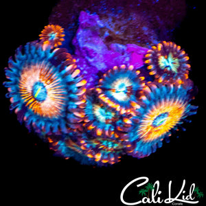 CB WHITE ZOMBIE MINI COLONY