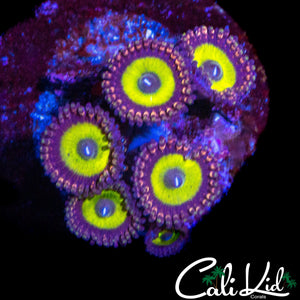 CANDY APPLE RED ZOA MINI COLONY