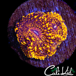 XL FLAMIN MOHICAN MINI COLONY