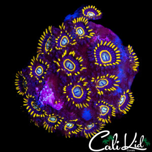 OG PURPLE HORNETS COLONY