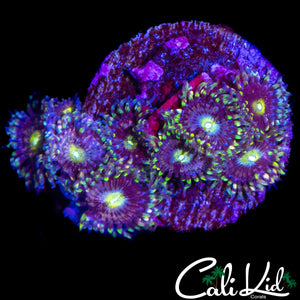 CK ANTI MATTER ZOA COLONY