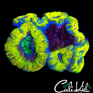 MYSTERY ACAN MINI COLONY