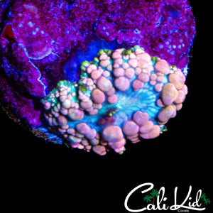 NEPTUNE BOUNCE MUSHROOM