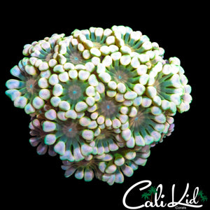 BI COLOR ALVEOPORA