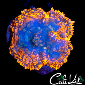 MAUI WOWIE TYPE RHODACTIS