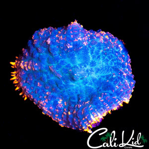 FLAME RIM RHODACTIS
