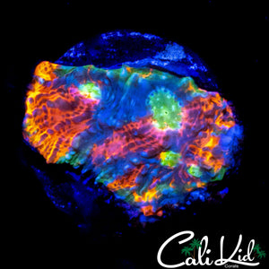 ONE OF A KIND RAINBOW CHALICE