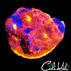 MULTI EYE RAINBOW CHALICE CHUNK