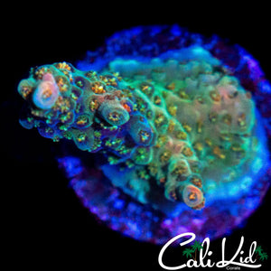 MYSTERY RAINBOW ACRO