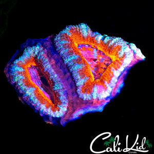 ULTRA ACAN QUAD