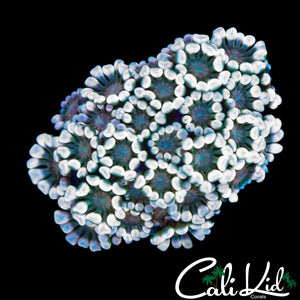 BI COLOR ALVEOPORA