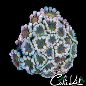 BI COLOR ALVEOPORA