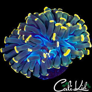 YELLOW TIP BRANCHING HAMMER