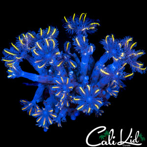 RAINBOW CLOVES CHUNK