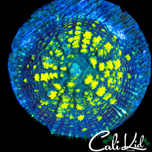 BLUE THUNDER BOUNCE MUSHROOM