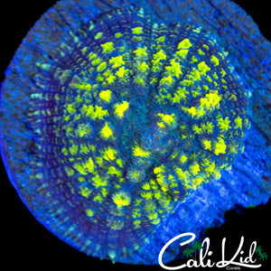 BLUE THUNDER BOUNCE MUSHROOM