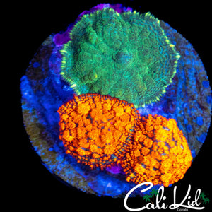 ASSORTED MUSHROOM ROCK