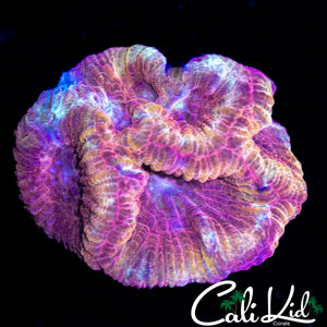 RARE RED SPECKLED FAVIA