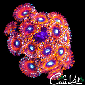 SALTED AGAVE TYPE ZOA COLONY