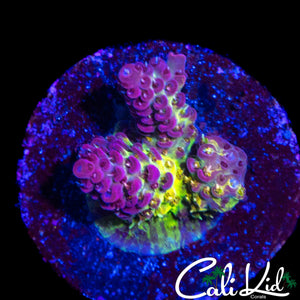 CK MAMBA MENTALITY ACRO