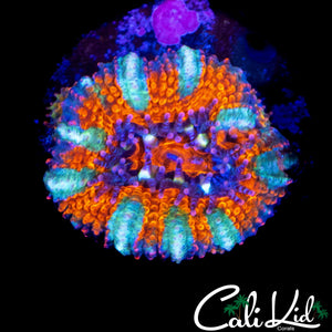 WHITE STRIPE RAINBOW ACAN W/ BABIES
