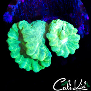 ECTO MORPH CANDY CANE DOUBLE