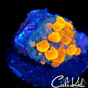 CK ORANGE CRUSH BOUNCE