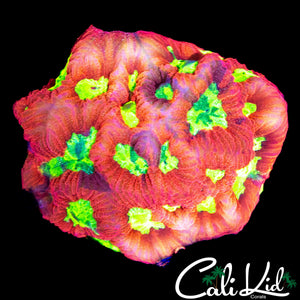 YELLOW EYE FAVIA CHUNK