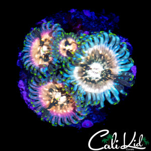 SOUR PUNCH ZOA QUAD