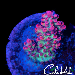 CK SHORTCAKE ACRO