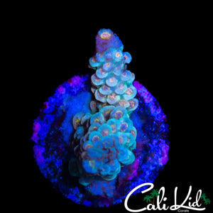PINK POLYP TENIUS