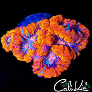 ULTRA WILSONI CHUNK