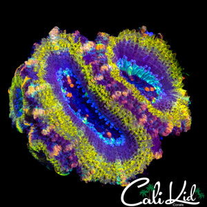 ULTRA RAINBOW ACAN QUAD