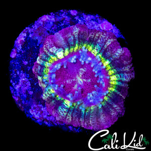 RARE PURPLE ASIAN ACAN