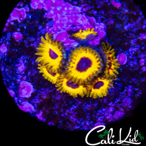 GREAT OWL ZOA MINI COLONY