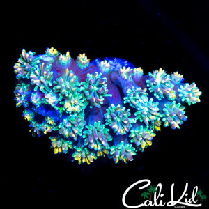 CK KALEIDOSCOPE GALAXIA