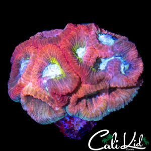 CK RED RAIDER FAVIA