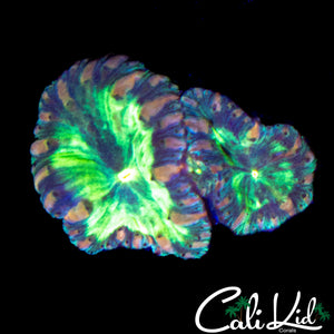 BUBBLE BLASTO DOUBLE