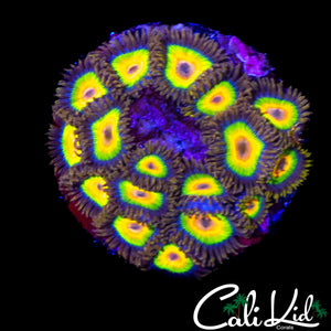 RASTA ZOA COLONY