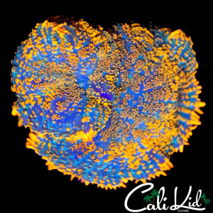 XL RAINBOW RHODACTIS